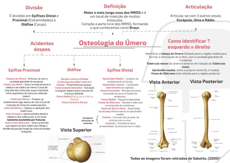 Mapa Mental Osteologia do Úmero AnatoCast