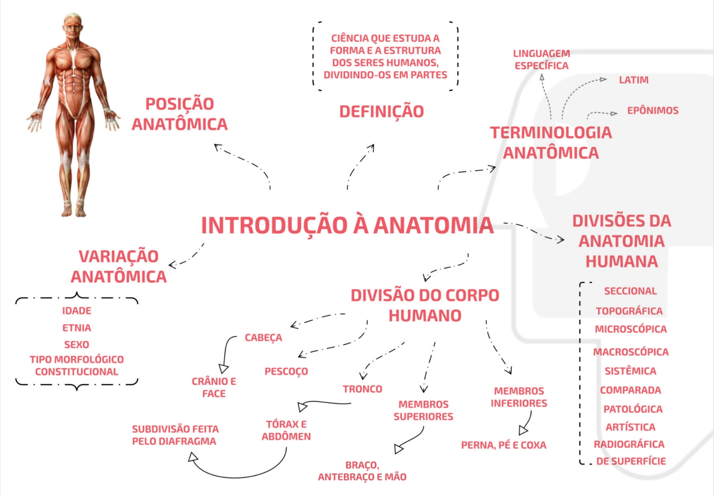 Mapa Mental De Anatomia Humana Ologia Porn Sex Picture 6897