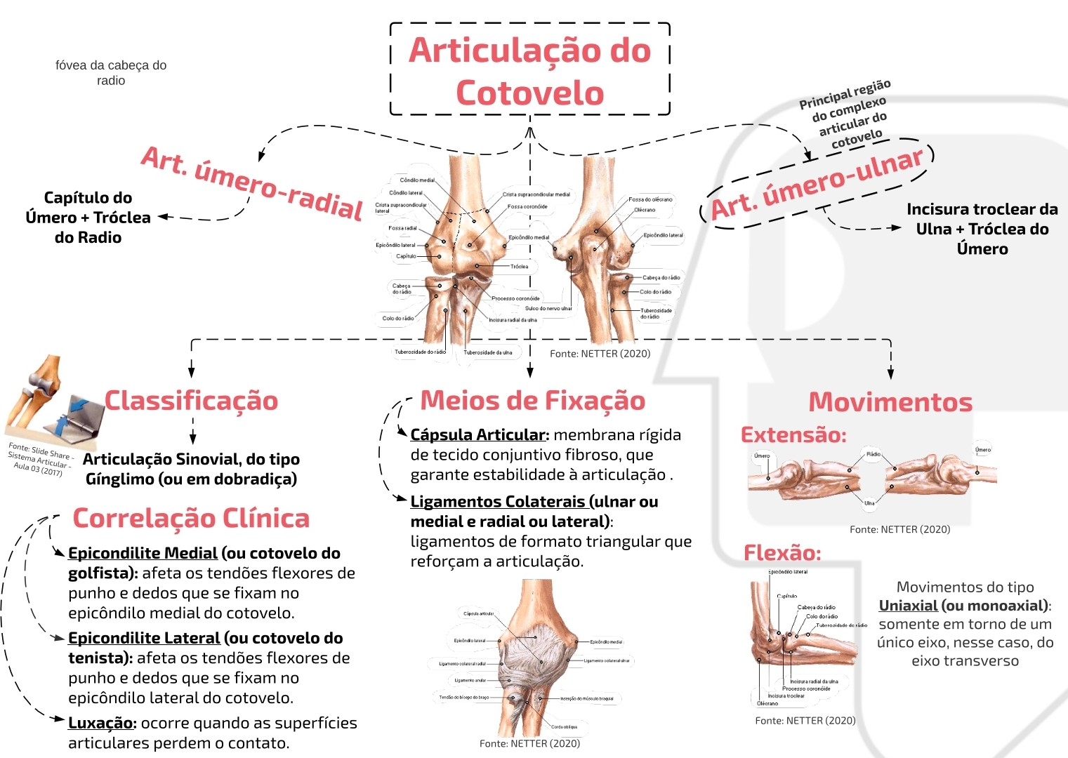 Mapa Mental - Articulação Do Cotovelo - AnatoCast